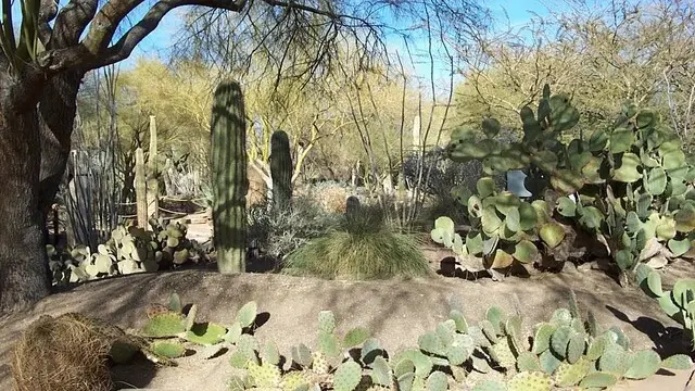 Ethel M Chocolate Factory and Botanical Cactus Garden
