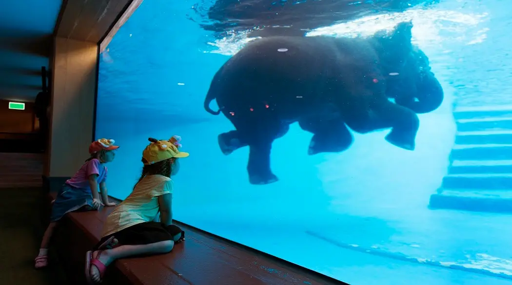 The Ultimate Guide to Seattle's Aquarium Attractions: Where to Go and What to See